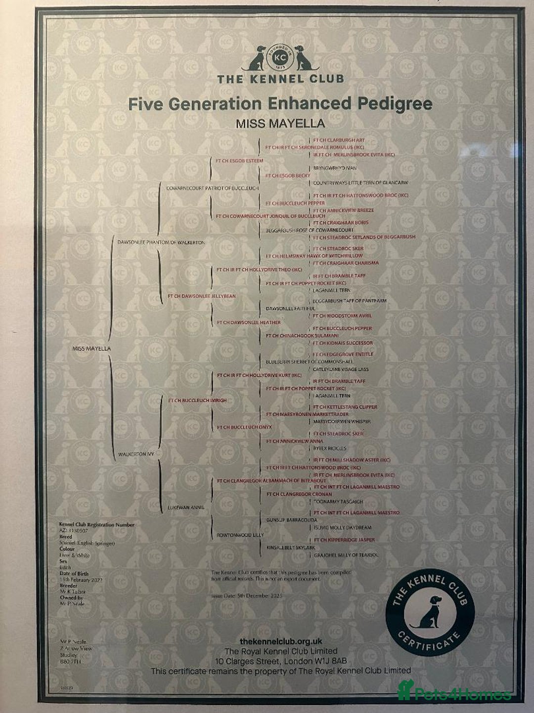 English Springer Spaniel dogs for sale: KC English Springer Spaniel Puppies Working Lines - Advert 8