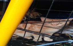 Domestic Shorthair cats for sale: Rimber and simba, our ginger rescues 🧡 - Image 15