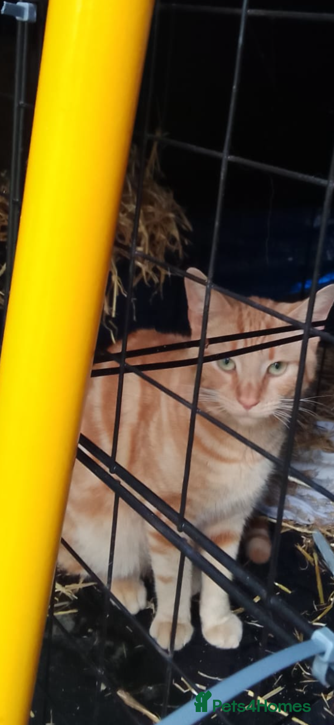 Domestic Shorthair cats for sale: Rimber and simba, our ginger rescues 🧡 - Image 15