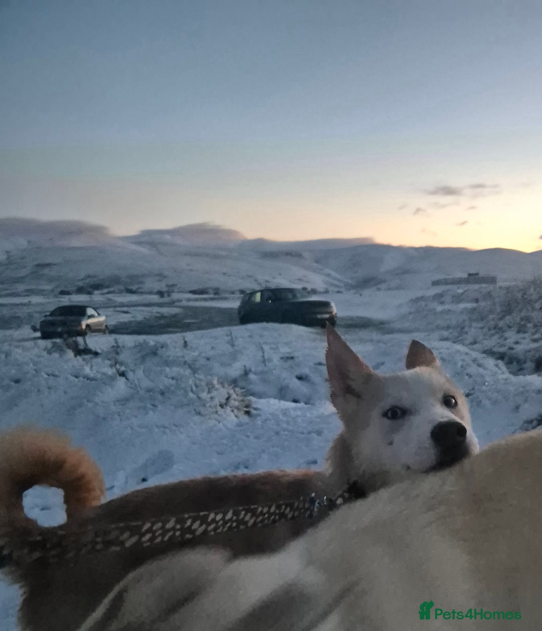 Siberian Husky dogs for sale: Beautiful Husky Looking for Their Forever Homes - Advert 3