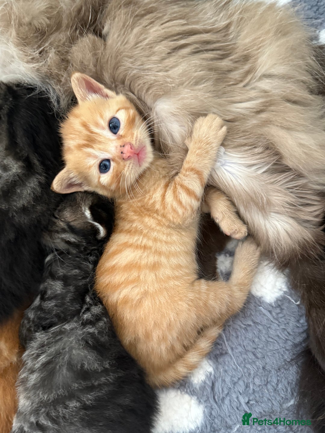 Ragdoll cats for sale: 4 ragdoll x tabby kittens left - Image 11