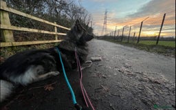 German Shepherd dogs for stud: Long Coat Blue Sable German Shepherd 💙 STUD in Swansea - Image 6