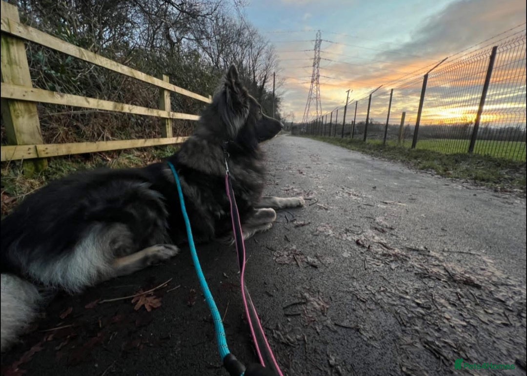German Shepherd dogs for stud: Long Coat Blue Sable German Shepherd 💙 STUD in Swansea - Image 6