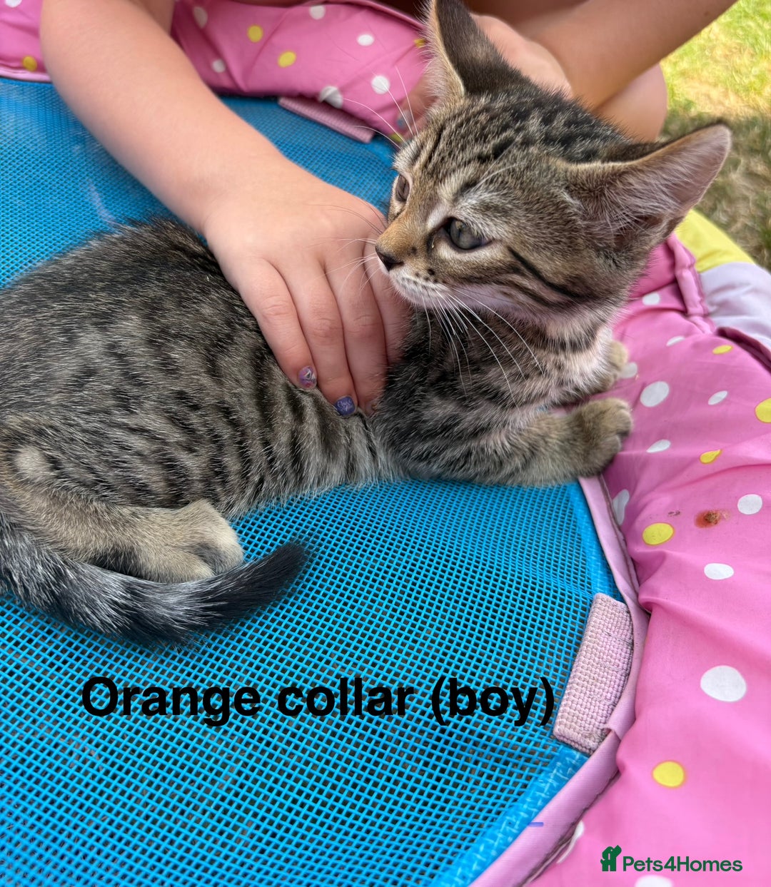 Bengal cats for sale: Beautiful litter of spotted Bengal kittens - Ready - Image 12