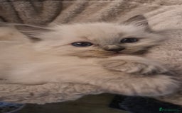 Ragdoll cats for sale: Gorgeous Ragdoll Kittens  - Image 21