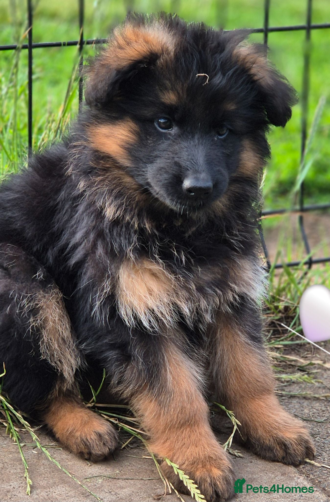 German Shepherd dogs Stunning KC reg long coat German shepherd puppies  - Advert 2