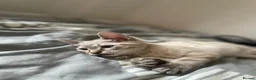 Mixed Breed cats for sale: 3 beautiful kittens for sale  - Advert 14