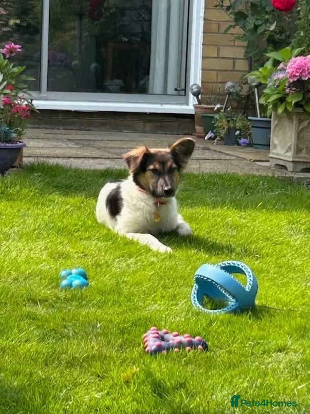 Border Collie dogs for adoption: Gwenny’s Story: One Hour From Death - Image 14