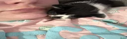 Munchkin cats for sale: Munchkin/dwarf kitten - Advert 4