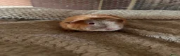 Guinea Pig rodents for sale: Lovely pure breed guinea pig girls  - Advert 4