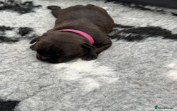 Staffordshire Bull Terrier dogs for sale: 🏆BLUE CHAMPION STAFFORDSHIRE BULL TERRIER PUPS  - Image 22