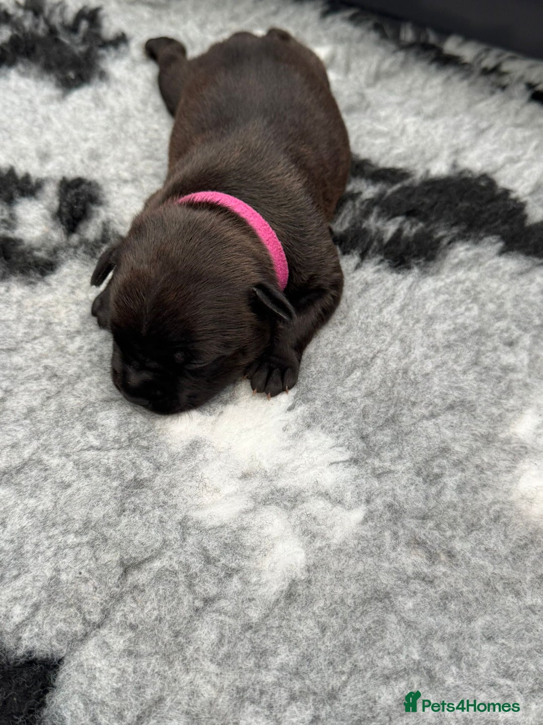 Staffordshire Bull Terrier dogs for sale: 🏆BLUE CHAMPION STAFFORDSHIRE BULL TERRIER PUPS  - Image 22