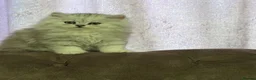Persian cats for sale: Teddy Persian kittens  - Advert 10