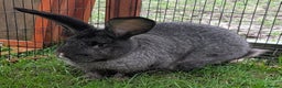 Continental Giant rabbits for sale: Dark Steel vm female Continental Giant Rabbit - Advert 2