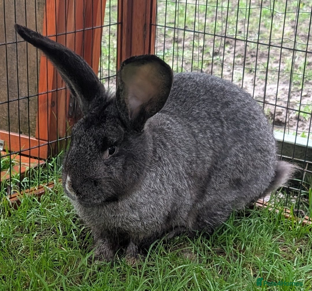 Continental Giant rabbits for sale: Dark Steel vm female Continental Giant Rabbit - Advert 2