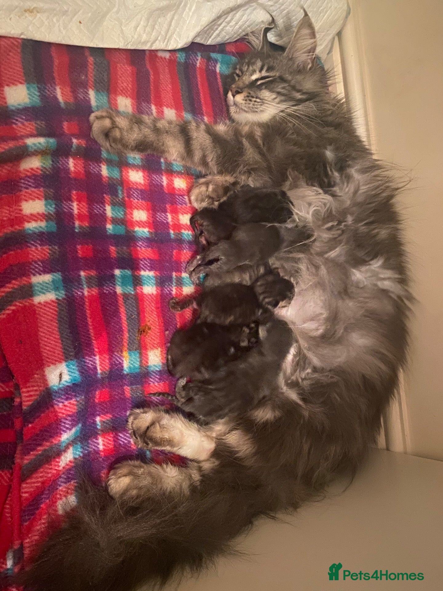 Maine Coon cats Maine Coon x BSH kittens  - Advert 1