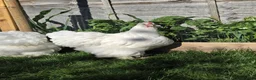 Mixed Breed birds for sale: Buff Cochin  - Advert 8