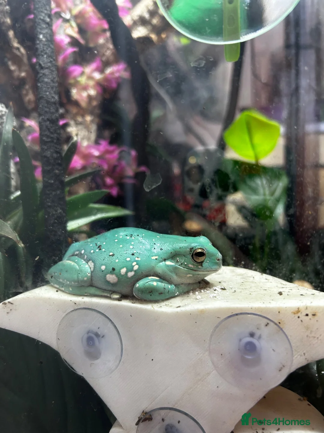Frog reptiles for sale: Whites Tree frogs high snowflake dumpy frog x3 - Advert 2