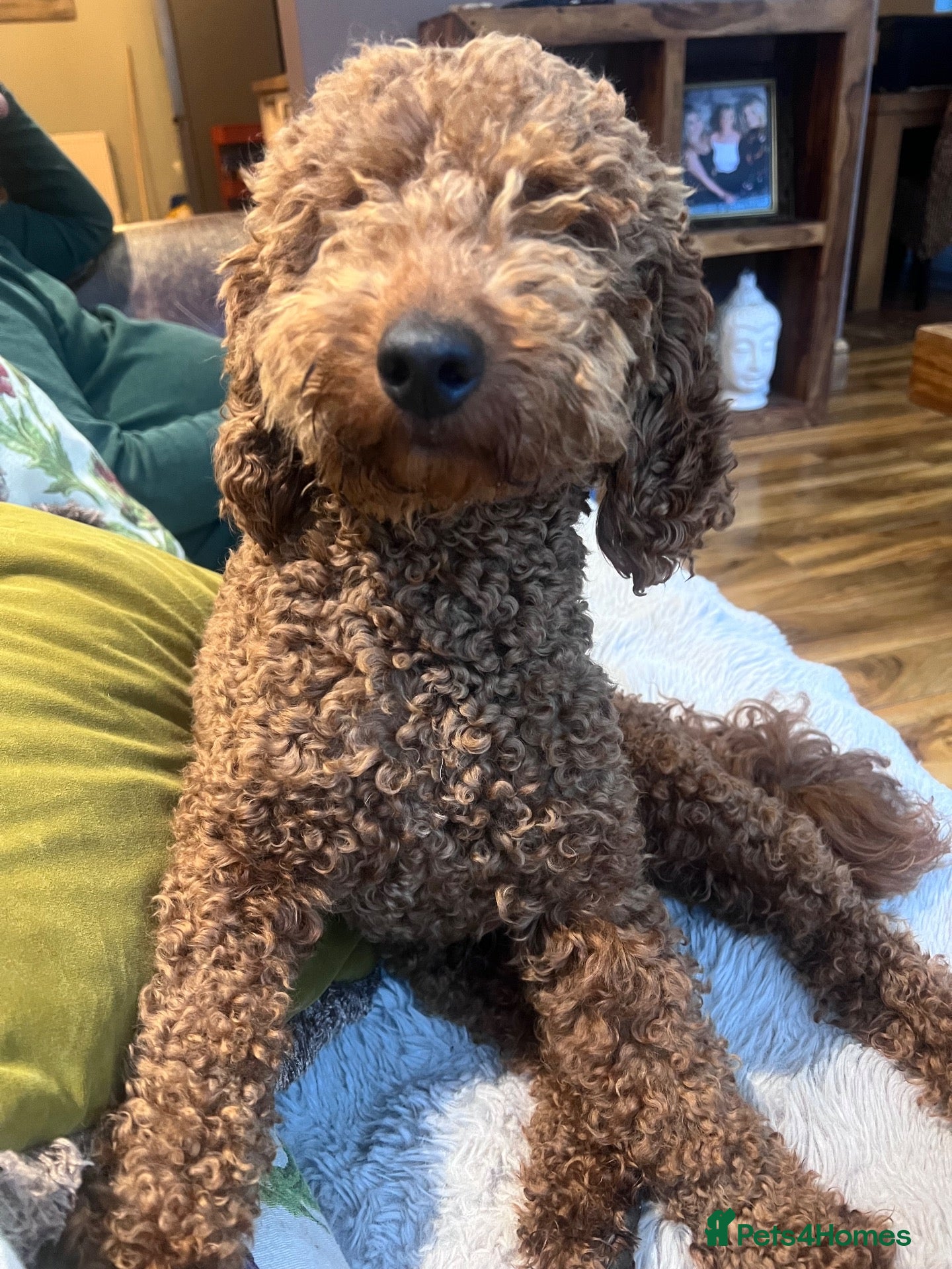Cockapoo dogs 2 boys F1 available  - Advert 1