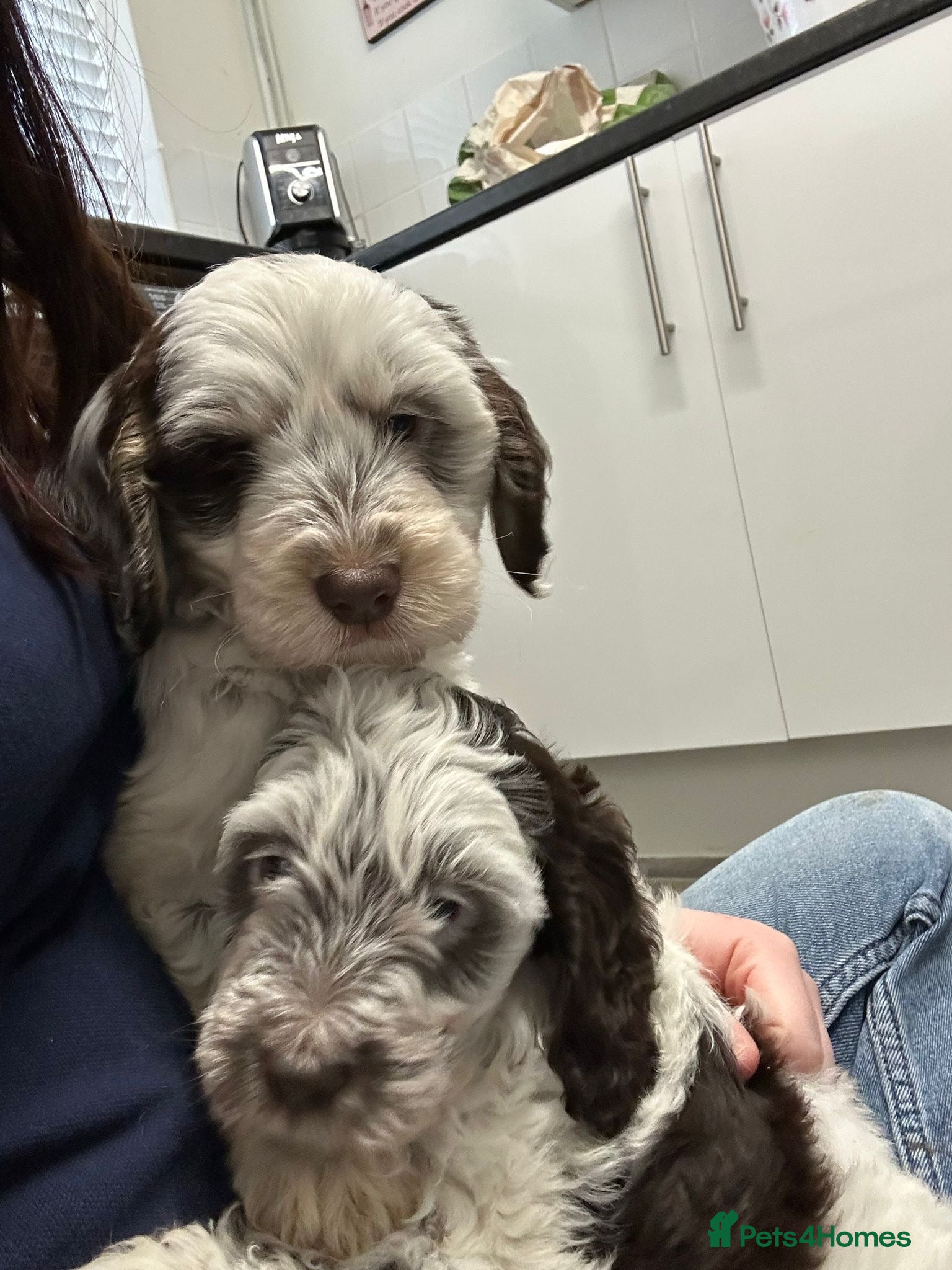 Cockapoo dogs F1 cockapoos 1 boy and 1 girl left  - Advert 17