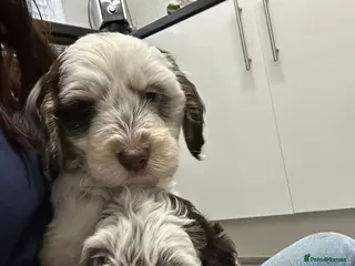 Cockapoo dogs F1 cockapoos 1 boy and 1 girl left - Advert 17