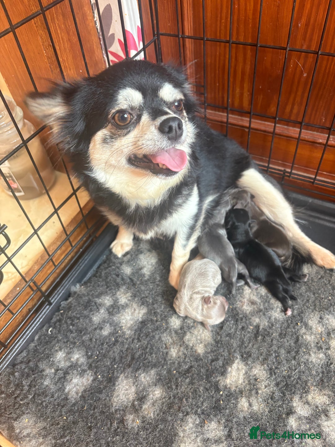 Chihuahua dogs for sale: Beautiful chihuahua puppies  - Image 3