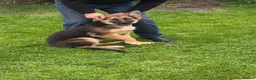 German Shepherd dogs for sale: 5 month old German Shepherd  - Advert 2
