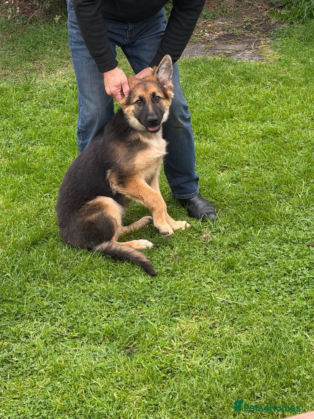 German Shepherd dogs for sale: 5 month old German Shepherd  - Advert 2