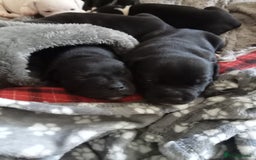 Staffordshire Bull Terrier dogs for sale: ‼️ReadyForCollection‼️Blue Staffie Puppies  in Tipton - Image 9