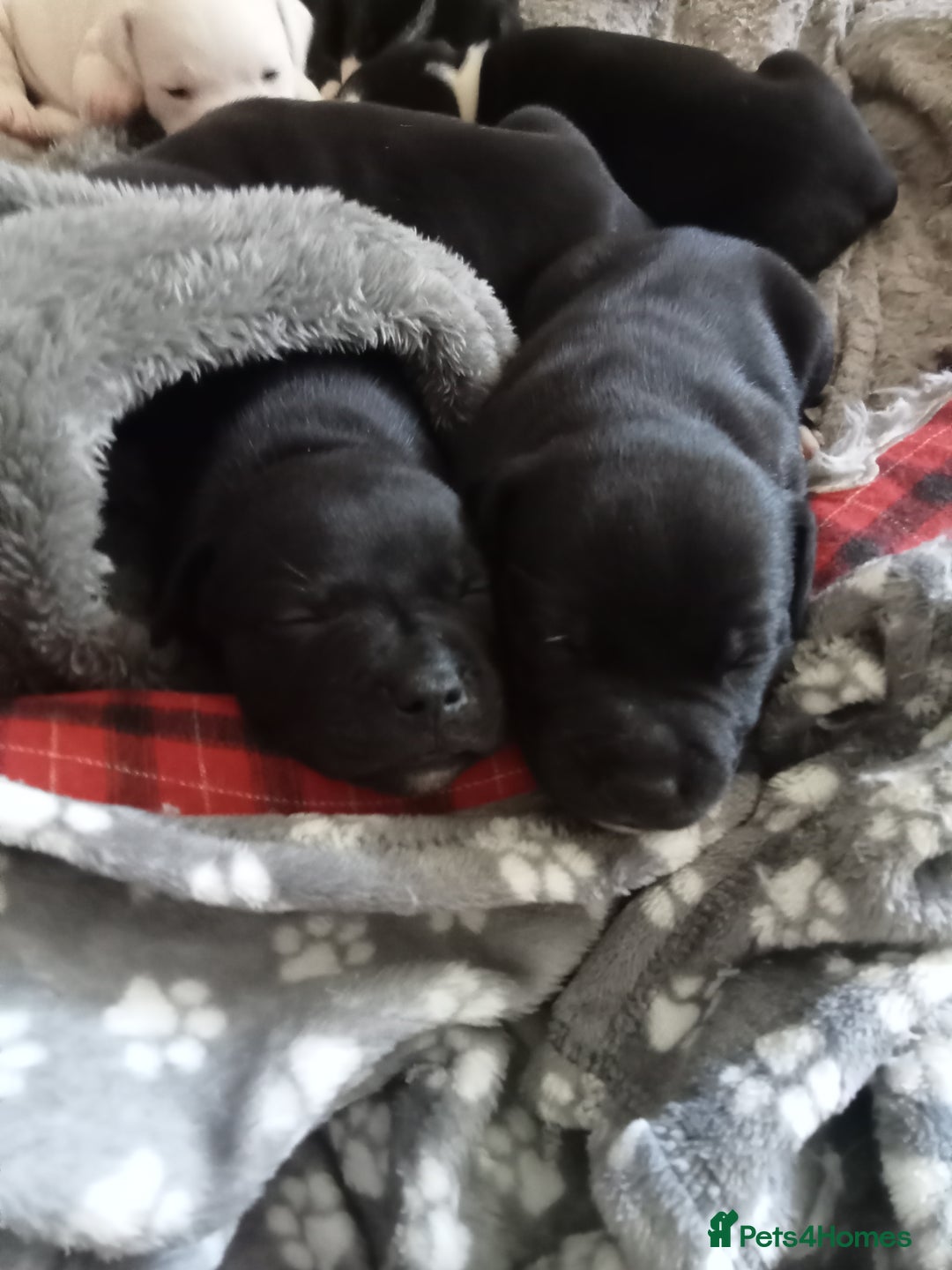 Staffordshire Bull Terrier dogs for sale: ‼️ReadyForCollection‼️Blue Staffie Puppies  in Tipton - Image 9