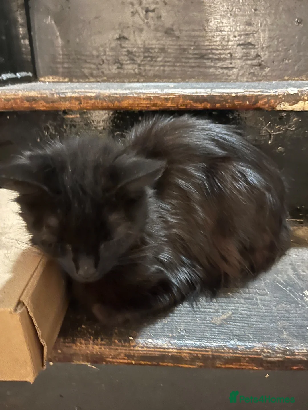Mixed Breed cats for sale: Femal black long haired cat  - Advert 4