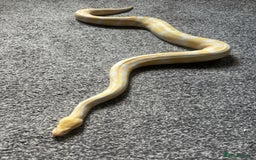 Python Snake reptiles for sale: Albino ball python  - Image 1