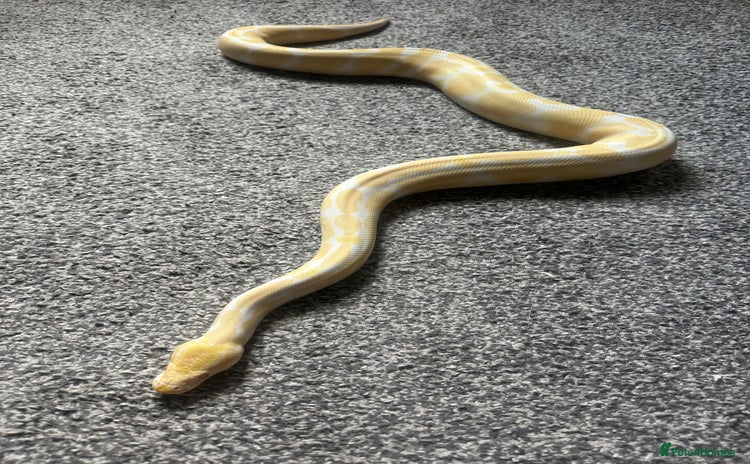 Python Snake reptiles - Advert 6