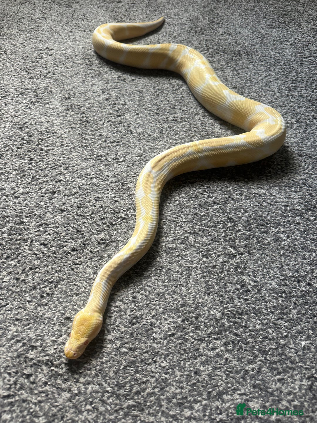 Python Snake reptiles for sale: Albino ball python  - Image 1
