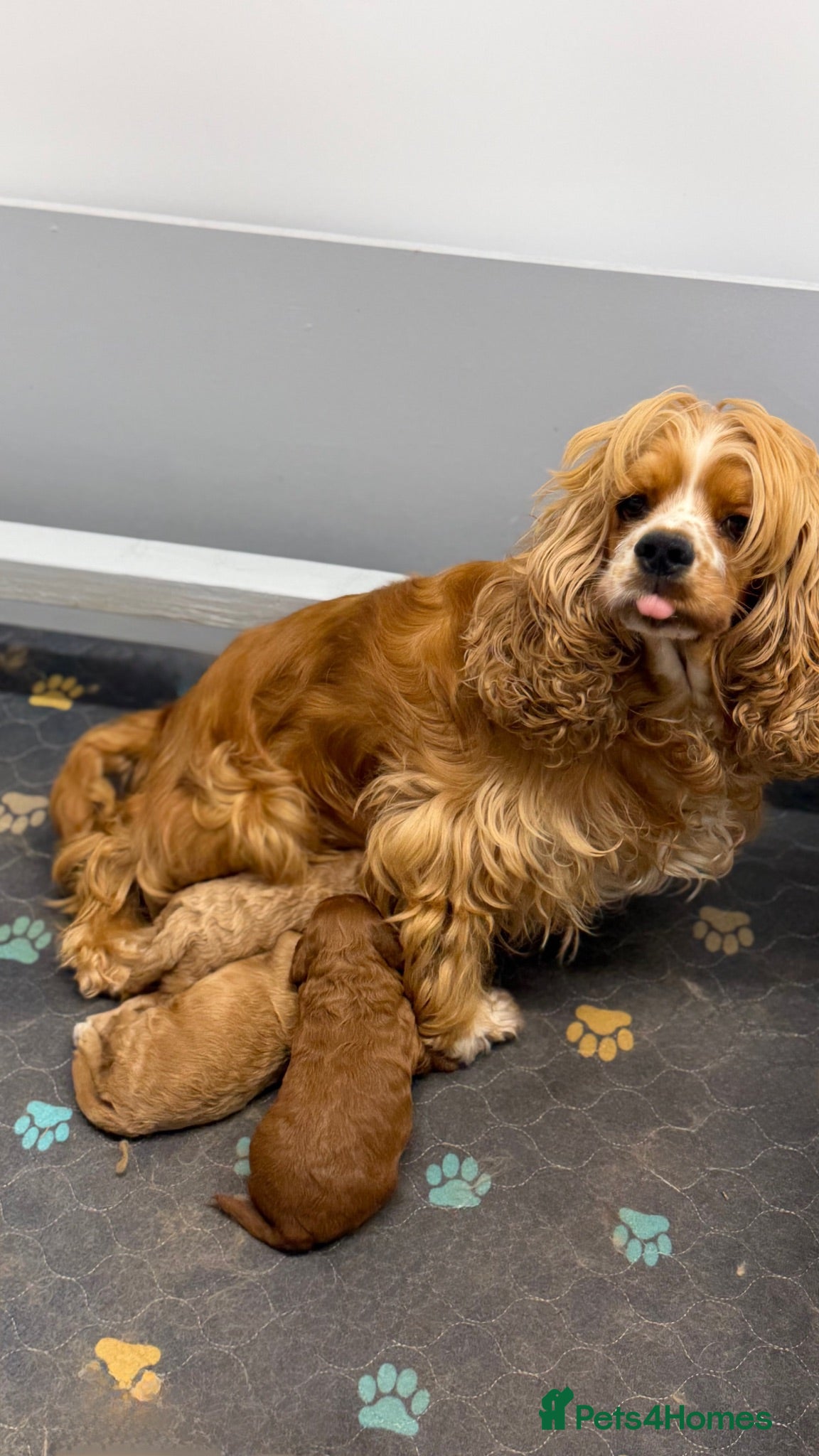American Cocker Spaniel dogs American Cockapoo Puppies – Health Tested Parents - Advert 1