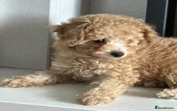 Toy Poodle dogs for sale: Stunning K.C. reg Toy Poodle Puppies - Image 14