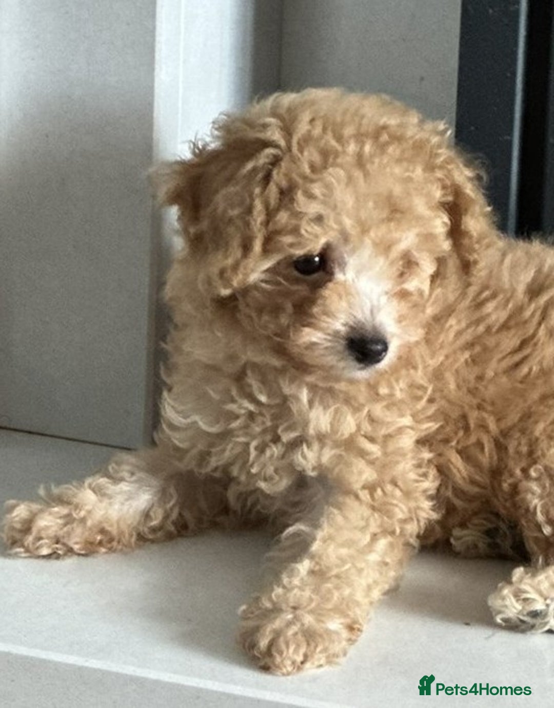 Toy Poodle dogs for sale: Stunning K.C. reg Toy Poodle Puppies - Image 14