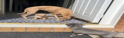 Whippet dogs for sale: KC Reg Whippet  - Advert 2