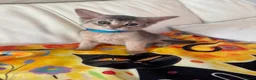Abyssinian cats for sale: Three Abyssinian sisters looking for a new home - Advert 27