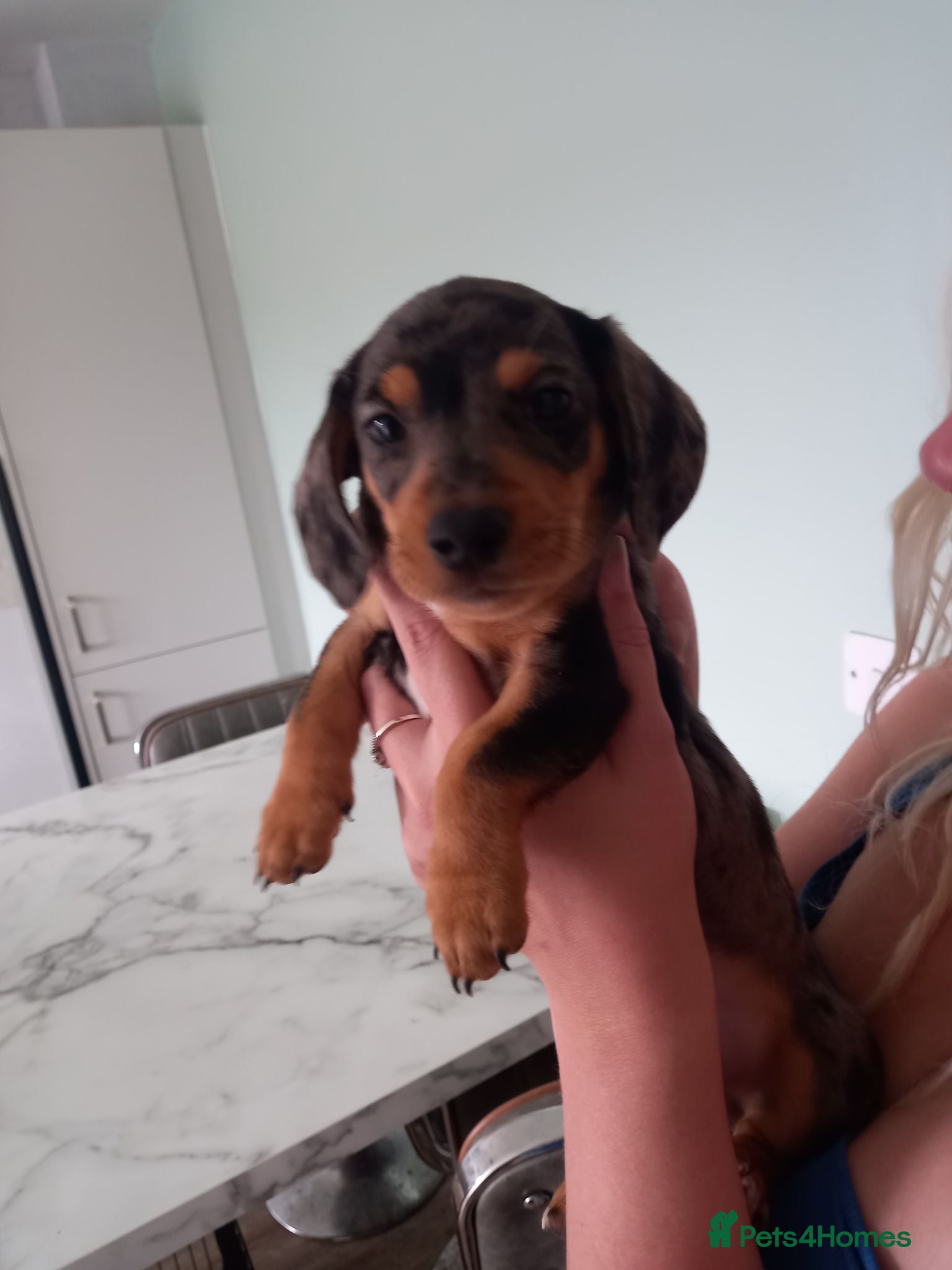 Dachshund dogs Miniture Dachshund x miniature pincher x dachshun  - Advert 3
