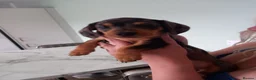 Dachshund dogs for sale: Miniture Dachshund x miniature pincher x dachshun  in Gainsborough - Advert 1