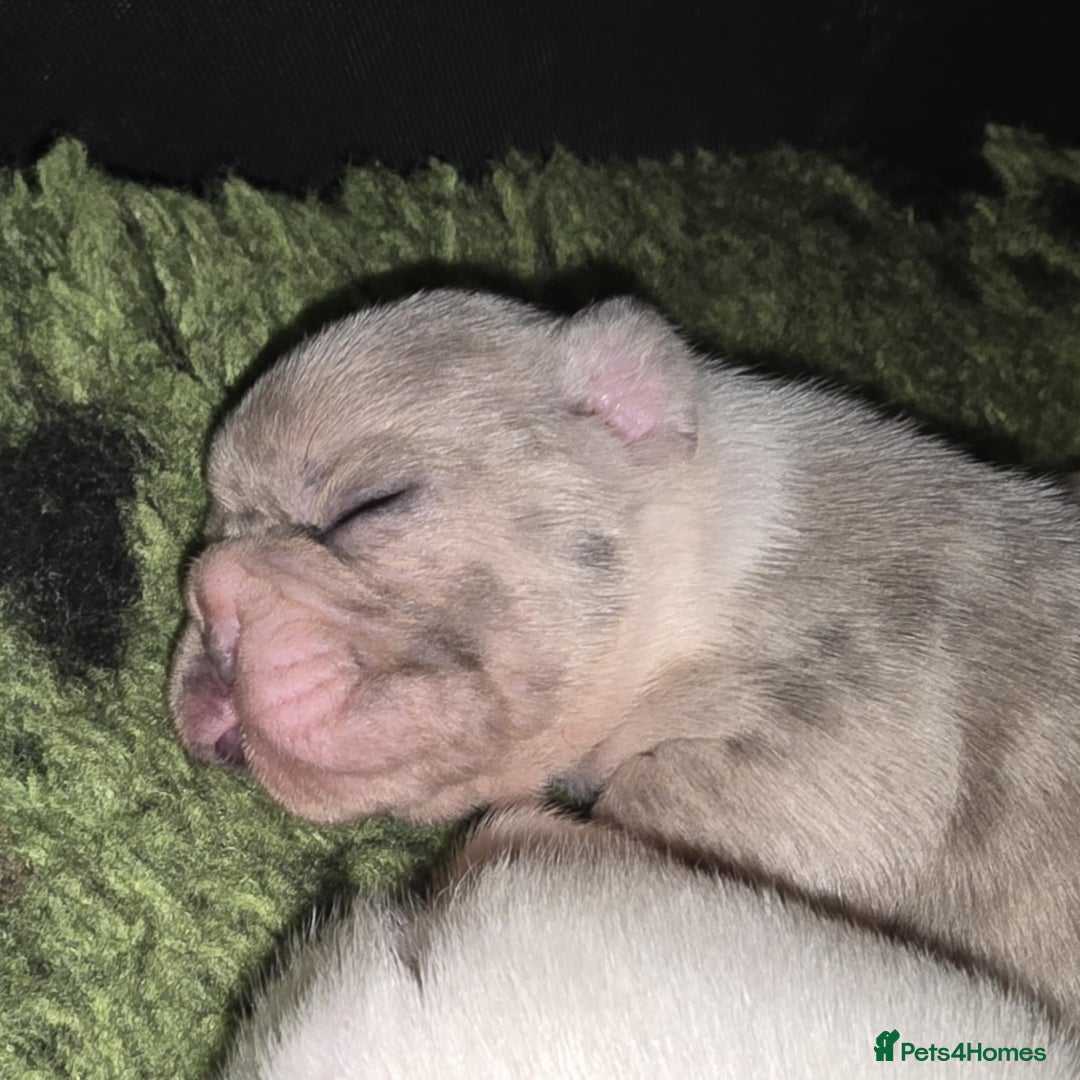 French Bulldog dogs for stud: 💎 Simba – Merle French Bulldog Stud 🐾 - Advert 4