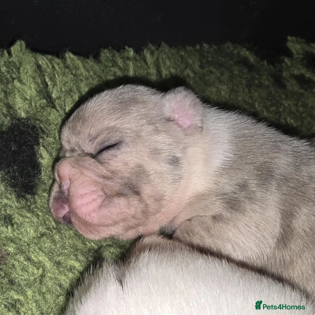 French Bulldog dogs for stud: 💎 Simba DWKC – Merle French Bulldog Stud 🐾 - Advert 6