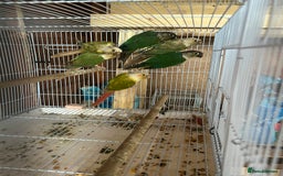 Conures birds for sale: Conures  - Image 9