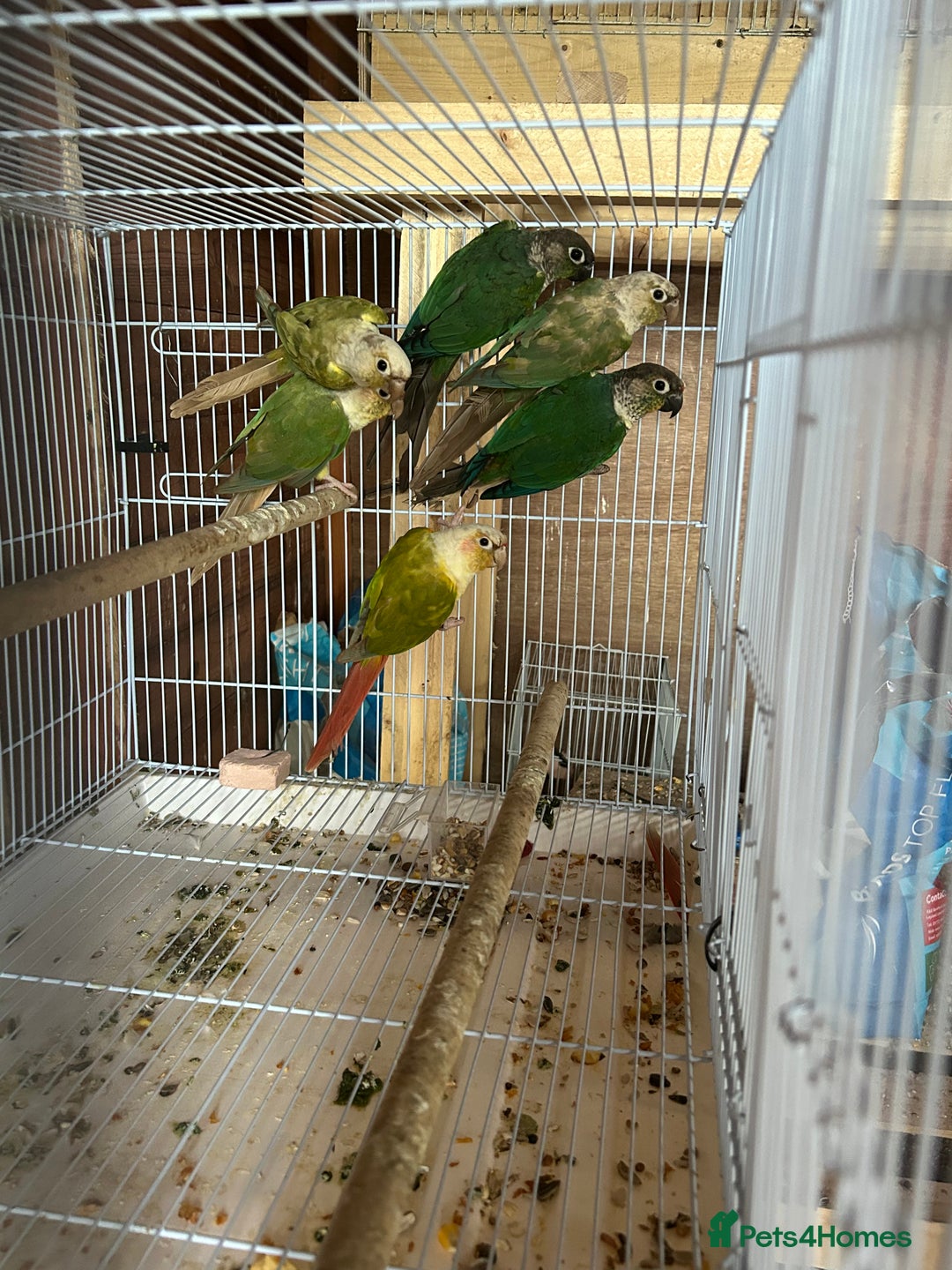Conures birds for sale: Conures  - Image 9