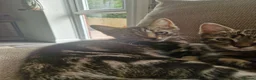 Domestic Shorthair cats for sale: Ready to go  - Advert 5