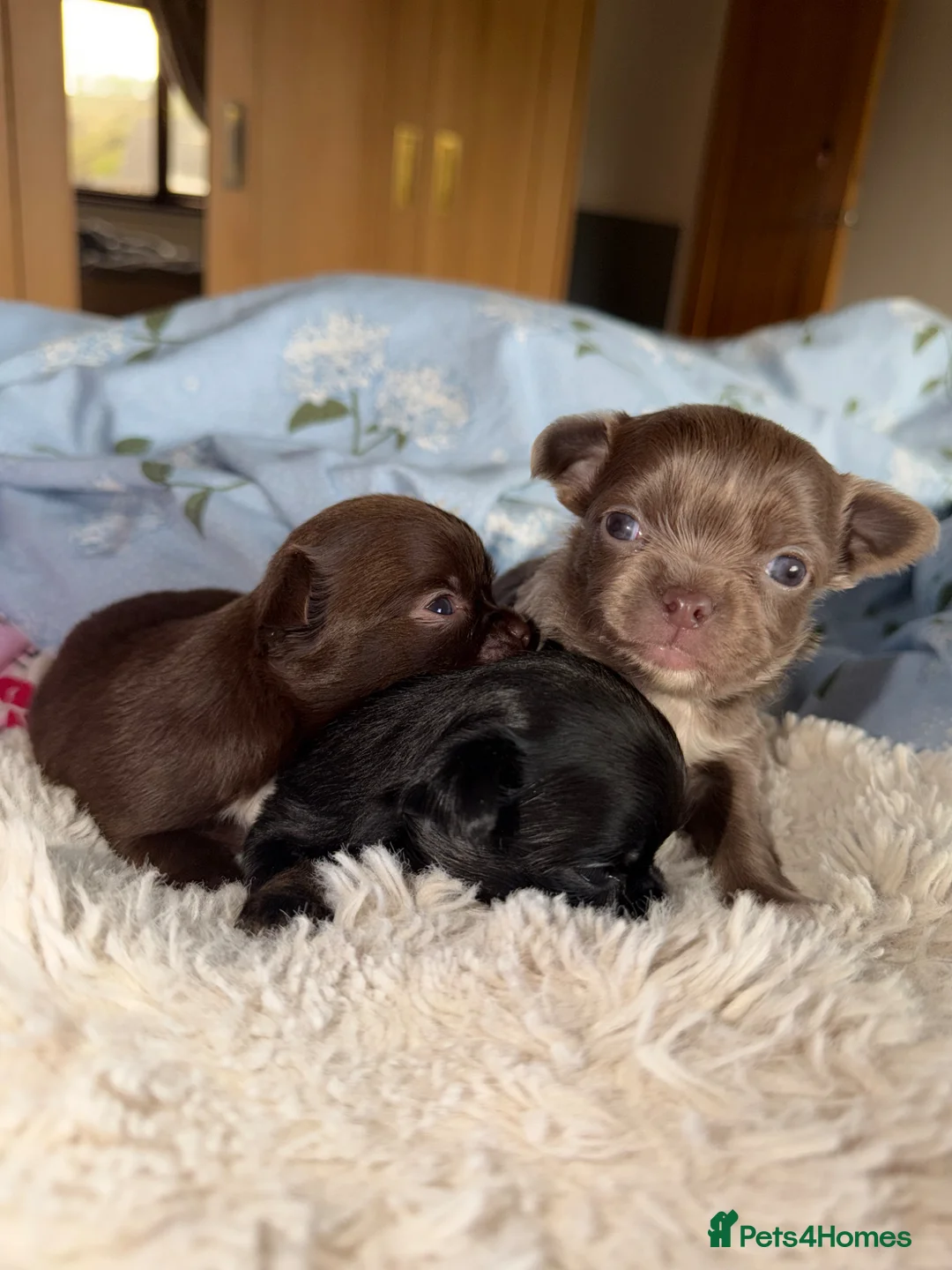 Chihuahua dogs for sale: 3 beautiful KC babies  - Advert 2