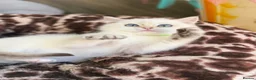 British Shorthair cats for sale: British shorthair beautiful golden kittens  - Advert 7