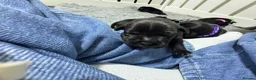Staffordshire Bull Terrier dogs for sale: KC Staffordshire bull terrier pups for sale  - Advert 23