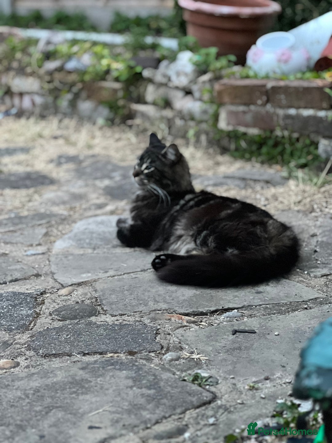 Maine Coon cats for sale: Maine Coon - Advert 2